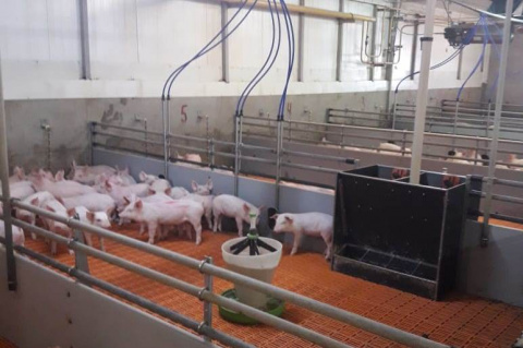 В отрасли свиноводства увеличиваются производственные показатели