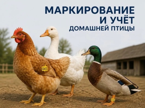 О маркировке домашней птицы