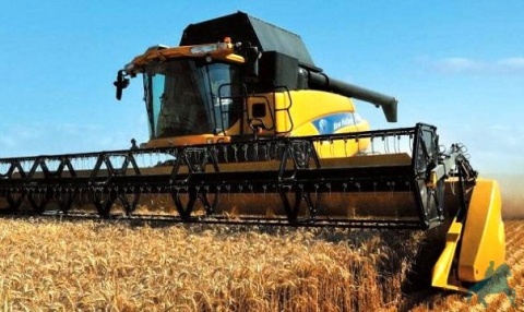 Озимой пшеницы убрано более половины