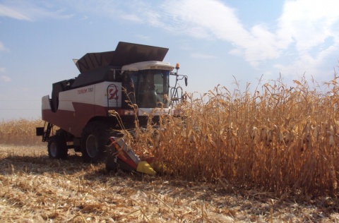 Аграрии убирают кукурузу на зерно