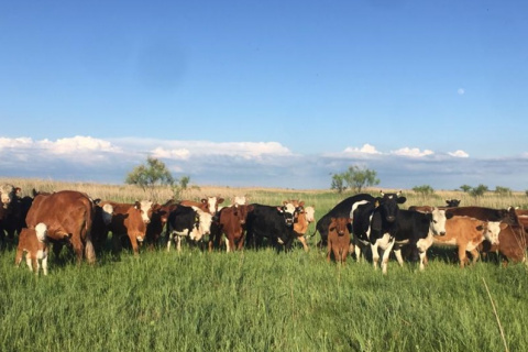 В районе увеличены надои молока 