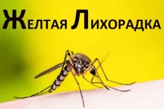 О профилактике желтой лихорадки
