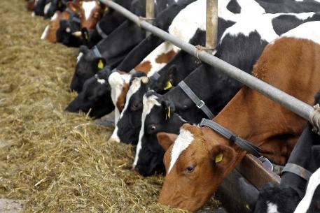 В Калининском районе увеличены надои молока 