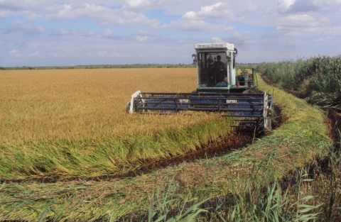 В хозяйствах района приступили к скашиванию риса